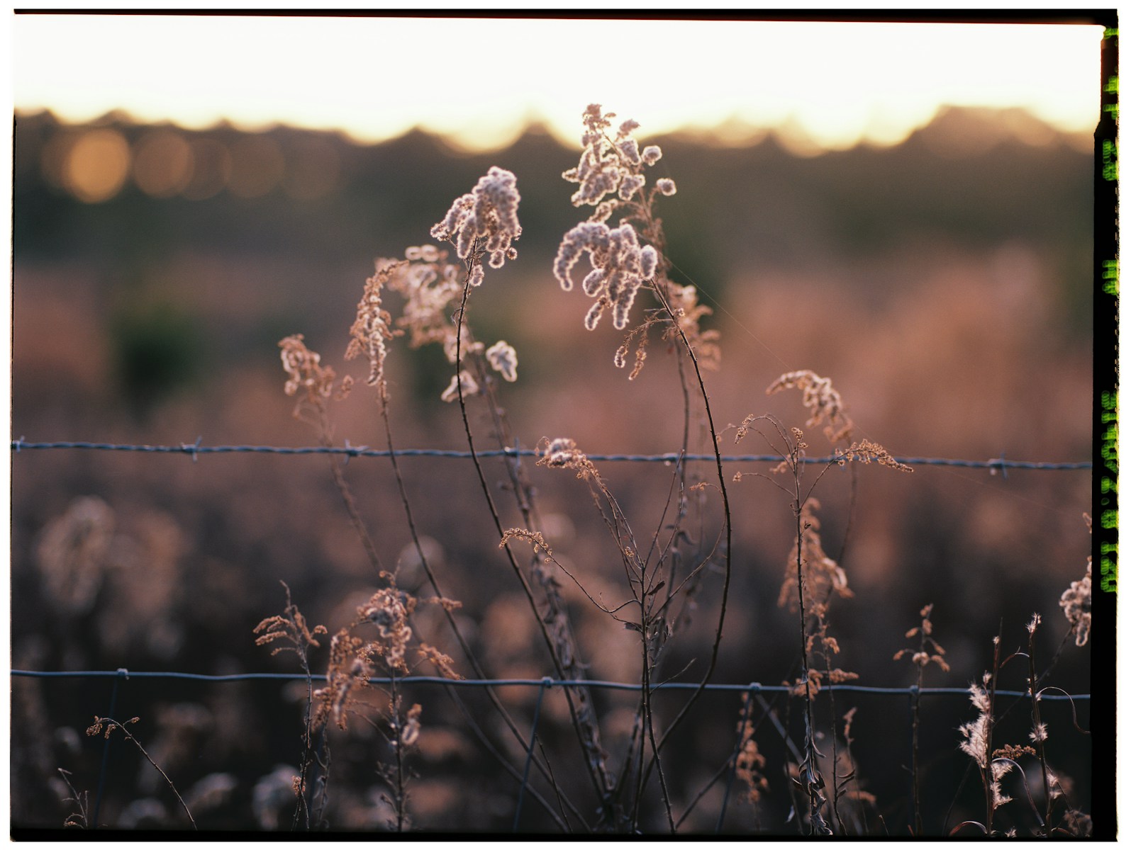 Dry grass and a barbed wire fence at sunset